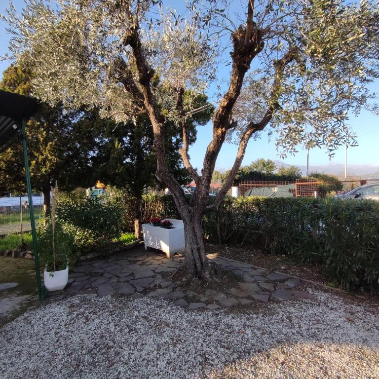 House Viareggio - Casa con 2 Camere da Letto - 48