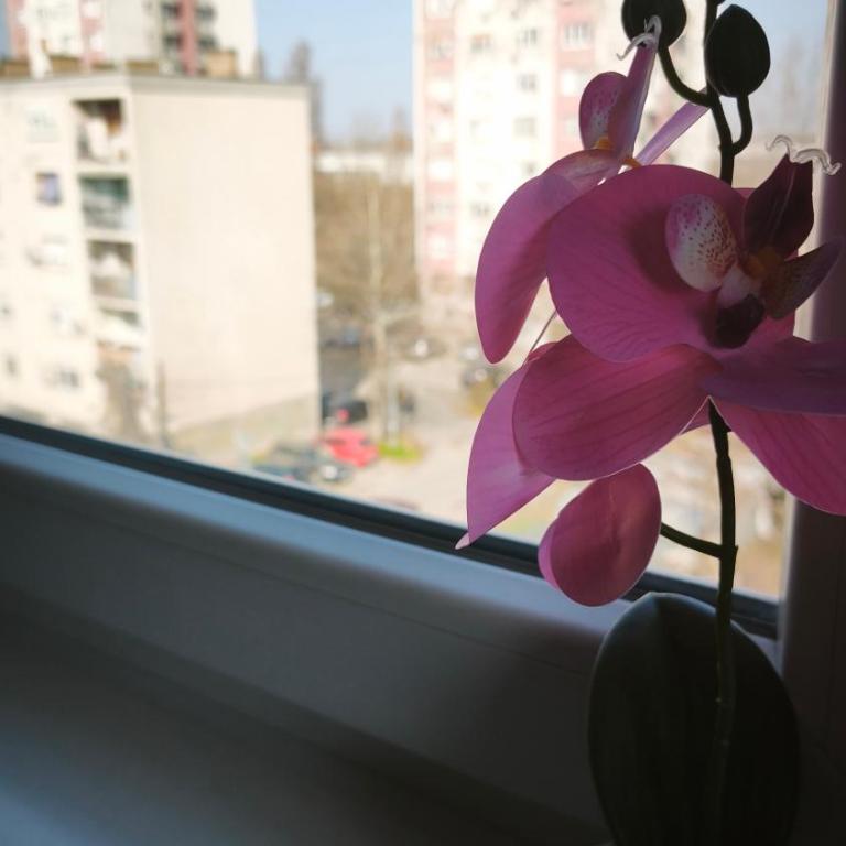 Urban Nest Detelinara FREE public PARKING - Apartman sa 2 Spavaće Sobe - 5