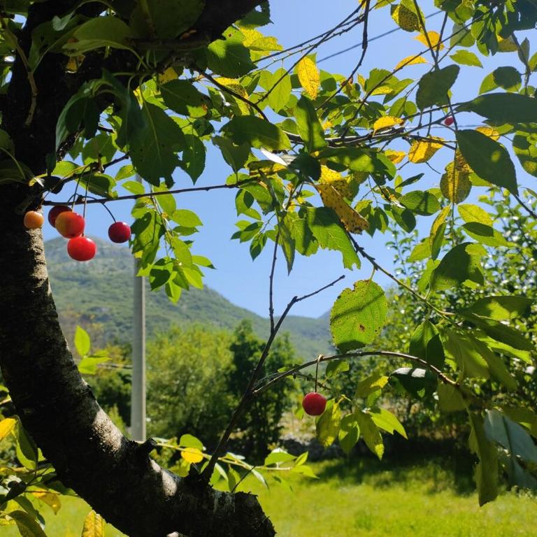 Cozy house Vrbanj, Via Dinarica Trail - Orjen - One-Bedroom House - 45