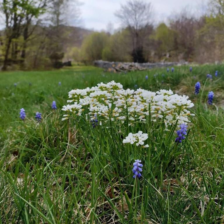 Cozy house Vrbanj, Via Dinarica Trail - Orjen - One-Bedroom House - 54