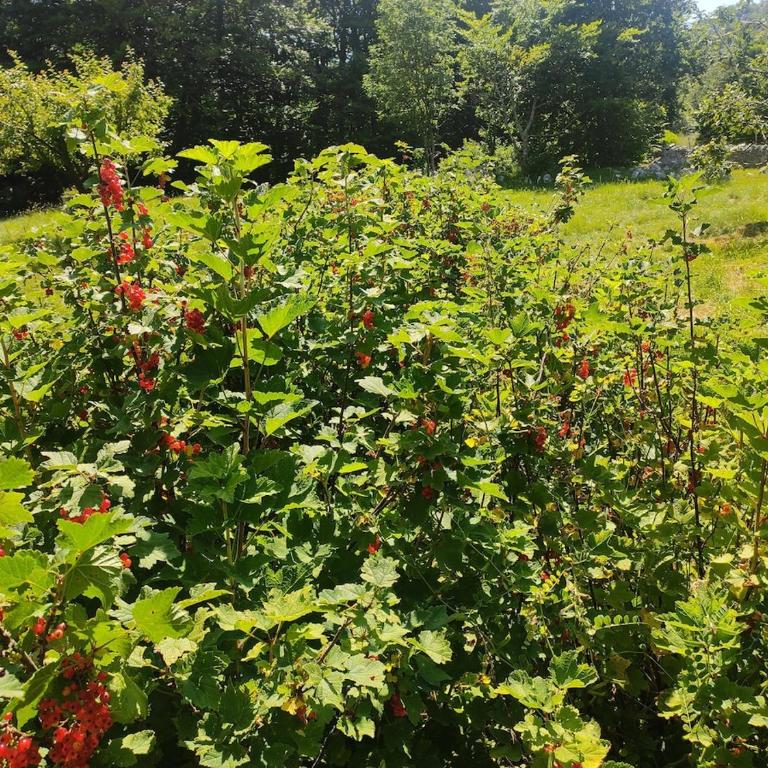 Cozy house Vrbanj, Via Dinarica Trail - Orjen - One-Bedroom House - 58