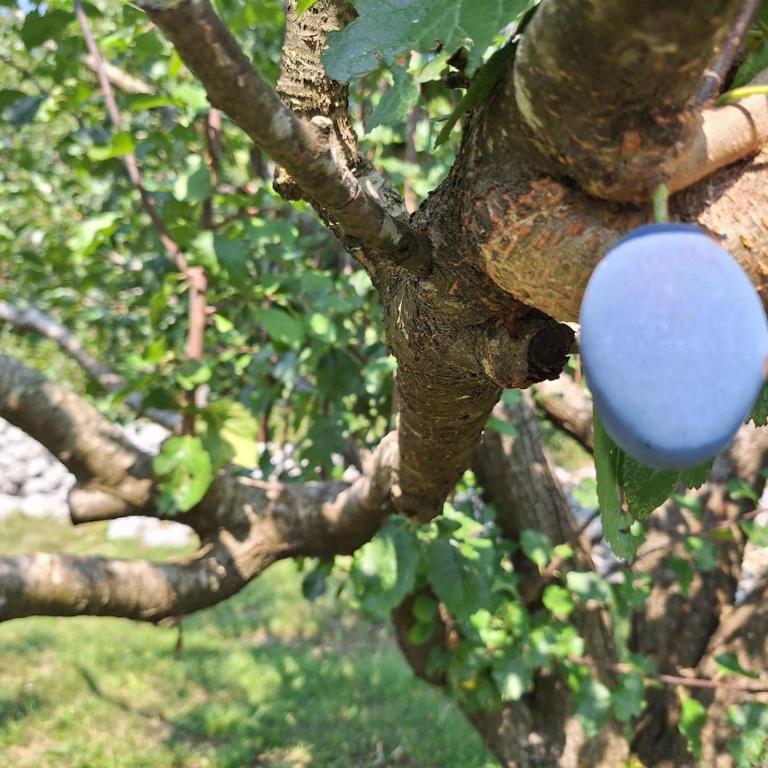 Cozy house Vrbanj, Via Dinarica Trail - Orjen - One-Bedroom House - 70