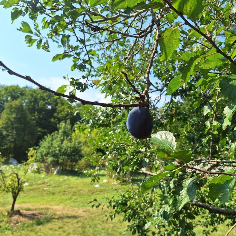 Cozy house Vrbanj, Via Dinarica Trail - Orjen - One-Bedroom House - 90