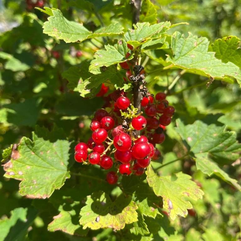 Cozy house Vrbanj, Via Dinarica Trail - Orjen - One-Bedroom House - 91