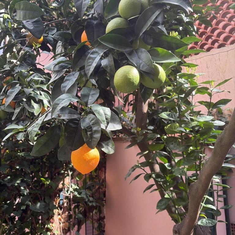 Home Garden, appartamento con giardino privato - One-Bedroom Apartment - 2