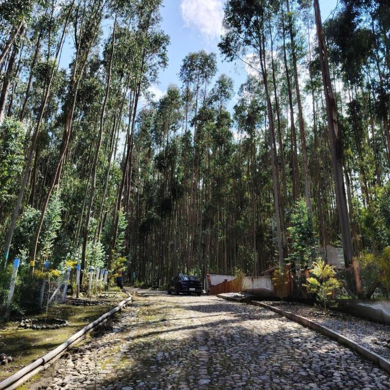 ENTRE BOSQUES - Eucalyptus Forest Villa - Three-Bedroom Villa - 17