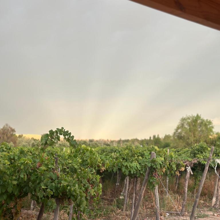 Cabañas Finca Don Tulio - Valle de Ullum - Chalet de 2 dormitorios - 39