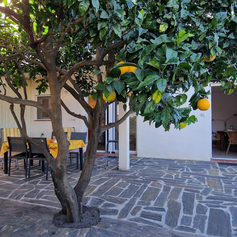 Banyuls-sur-Mer, appt climatisé, terrasse, proche plages - FR-1-309-390 - Appartement 1 Chambre - 1