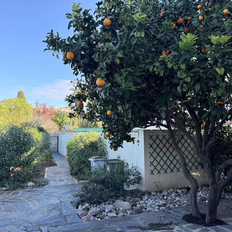 Banyuls-sur-Mer, appt climatisé, terrasse, proche plages - FR-1-309-390 - Appartement 1 Chambre - 6