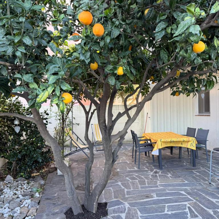 Banyuls-sur-Mer, appt climatisé, terrasse, proche plages - FR-1-309-390 - Appartement 1 Chambre - 7