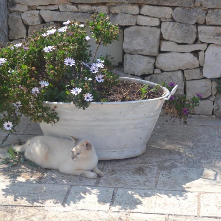 Trulli della Catena - Casa con 1 Camera da Letto - 13