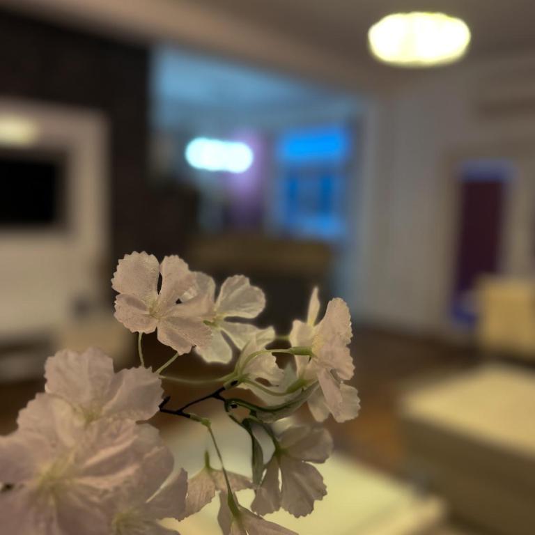 Riaho Apartment - Three-Bedroom Apartment - 7