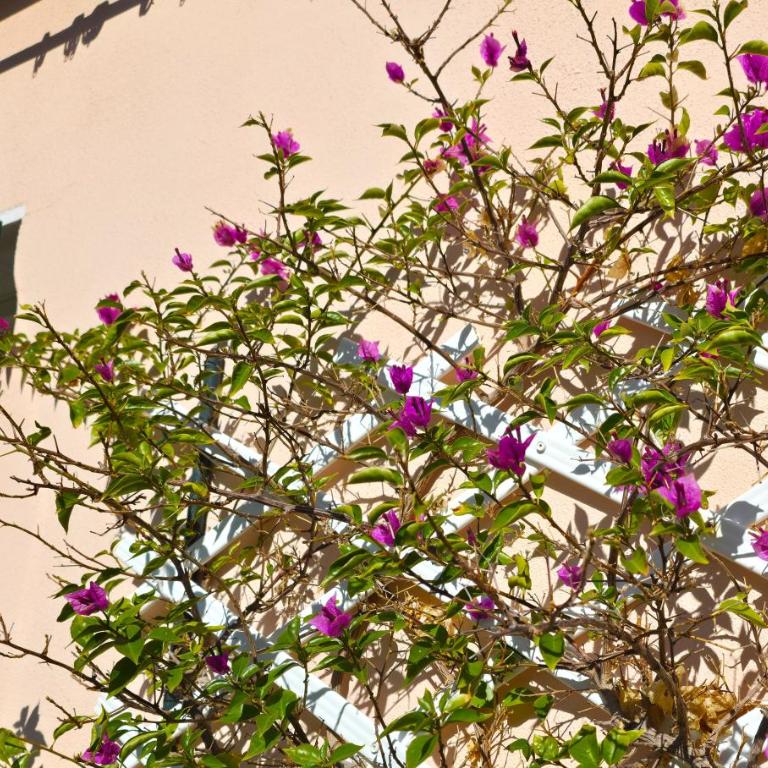Appartamento Gelsomino con Terrazza - Apartamento de 2 dormitorios - 32