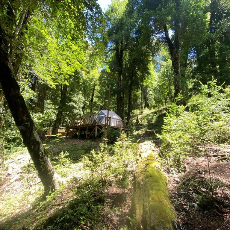 Glamping Pucón - One-Bedroom Apartment - 1