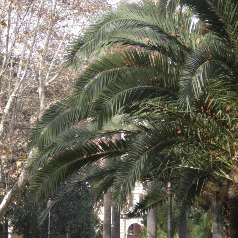 Le Sibille - Colosseum 10 min walk with courtyard - Appartamento con 2 Camere da Letto - 40