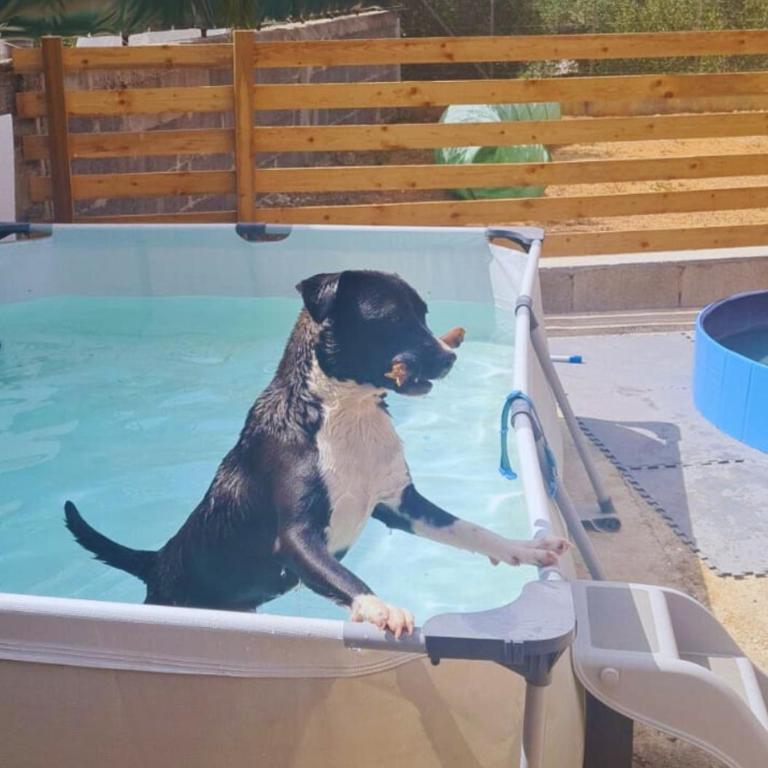 B&B La Chicca di Milu' for Pet Lovers, un'oasi pet-friendly tra mare e campagna - Camera Deluxe - 5