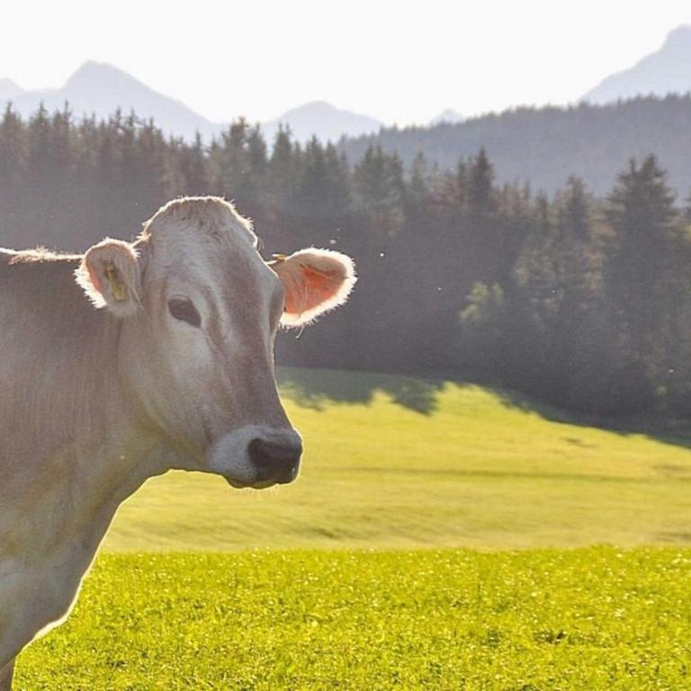 Ferienwohnung Alpenblick , Hof Alpenseeblick, NesselwangAttleseeAllgäu - Apartment - 11