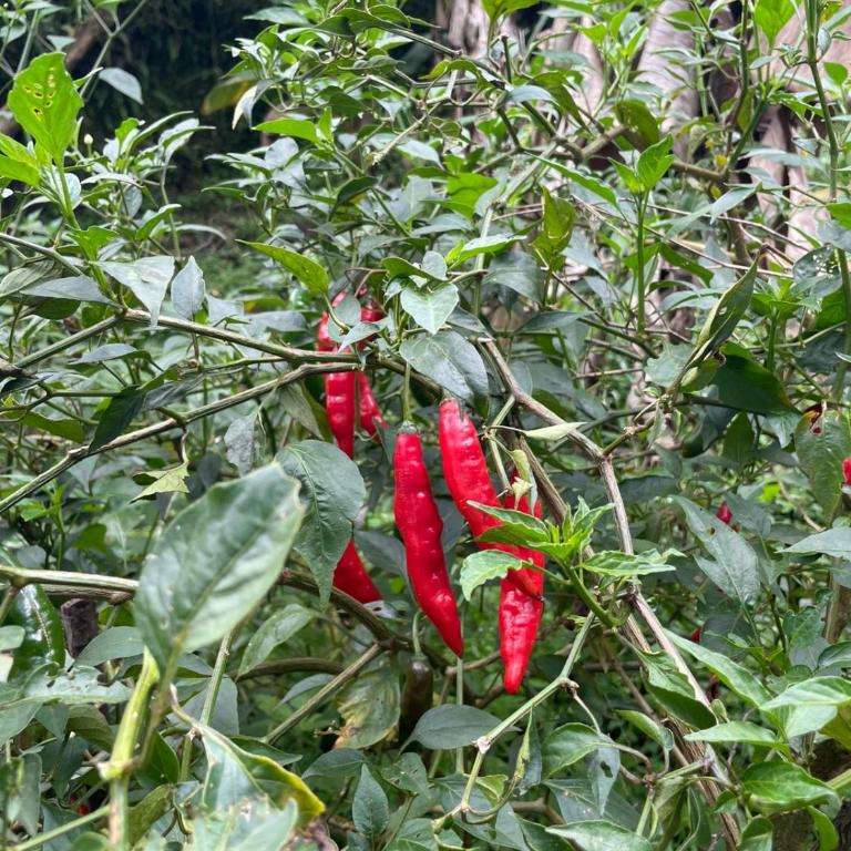 Cabaña campestre cerca a Ecoparque El Salado, Envigado. - Casa con 1 dormitorio - 64