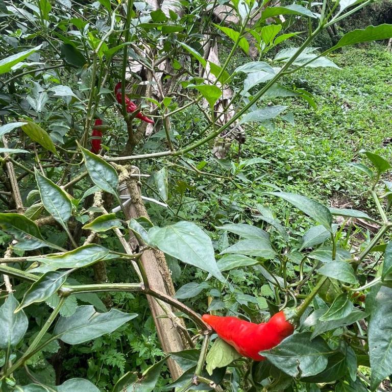 Cabaña campestre cerca a Ecoparque El Salado, Envigado. - Casa con 1 dormitorio - 51
