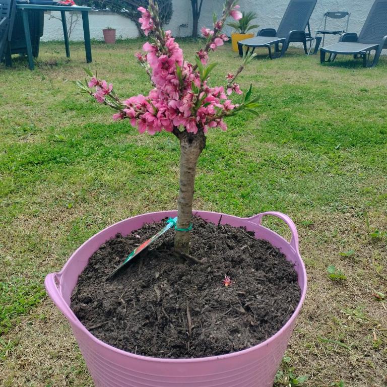 Bougainville Bianco - Villa con 2 Camere da Letto - 33