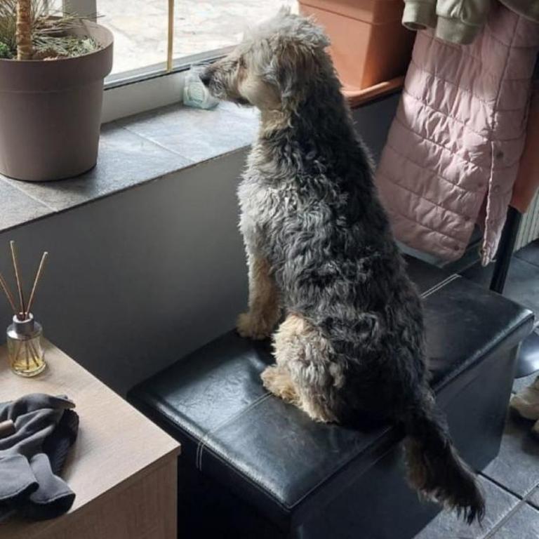 Paws & Pines Hideaway - Apartman sa 2 Spavaće Sobe - 28