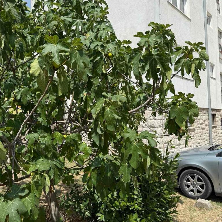 Oskar & Ella Apartment - Apartman sa 2 Spavaće Sobe - 18