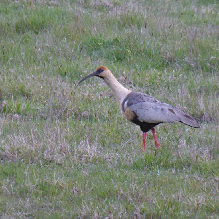 Mansión Carhuello - Casa con 1 dormitorio - 3