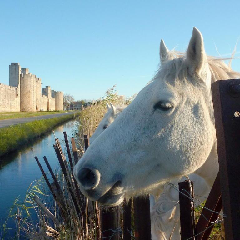 Aigues-Mortes en Camargue - Appartement 1 Chambre - 1