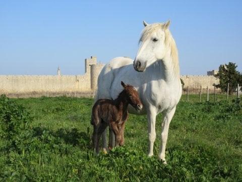 Aigues-Mortes en Camargue - Appartement 1 Chambre - 13