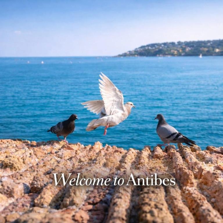 Old Town Antibes Apartment with AC 320m from Beach - Appartement Supérieur - 77