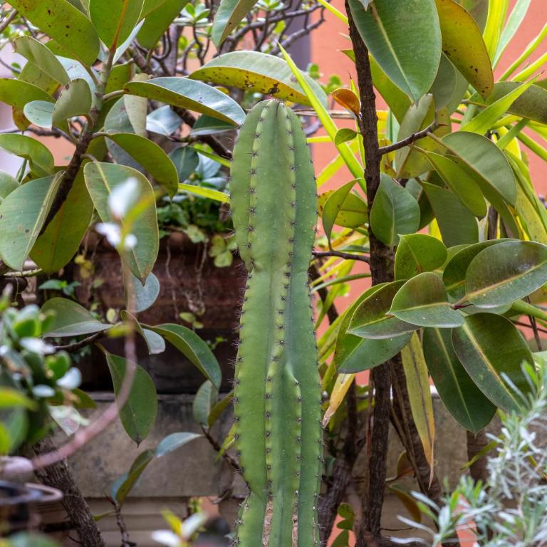 Apartament - Lisa - Apartment with Terrace - 7