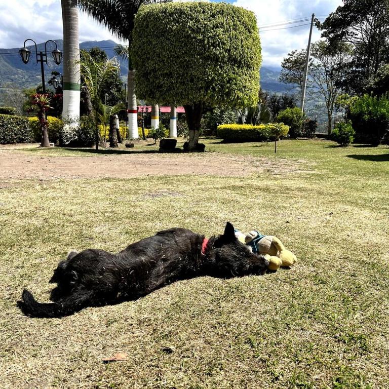 Hospedaje Campestre Las Palmas 104 - Casa con 1 dormitorio - 8