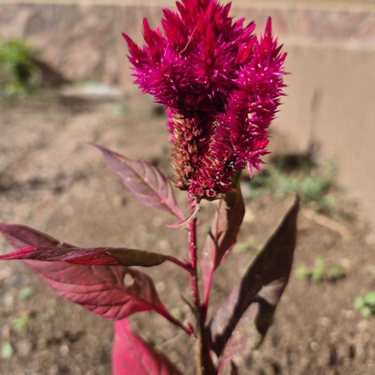 Casa Nido San Javier - Casa de 2 dormitorios - 26