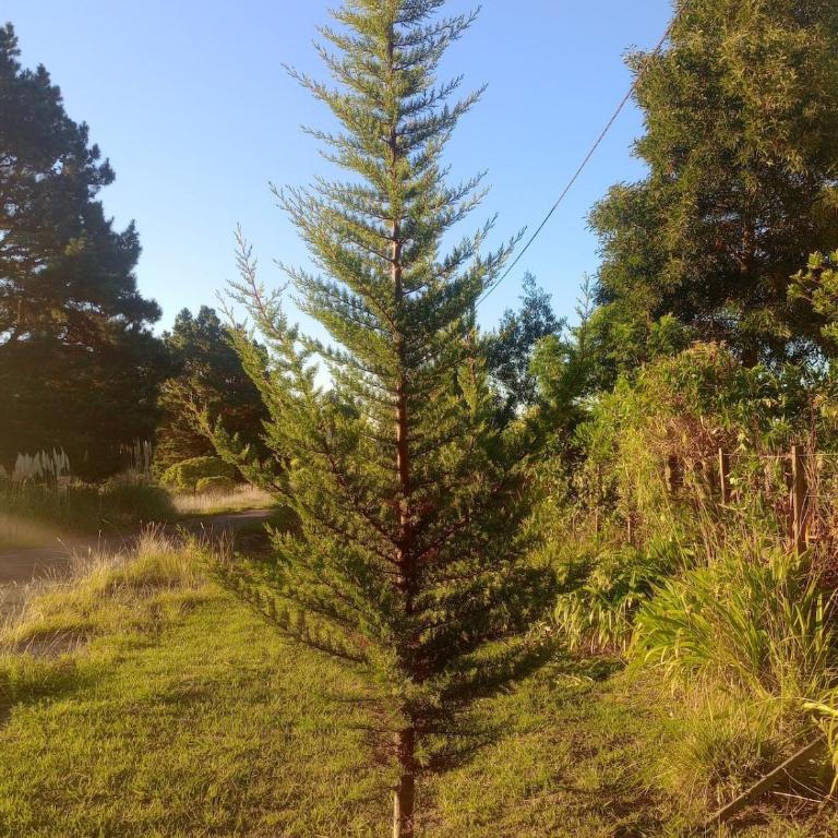 Mini casa entre el bosque y el mar - Casa con 1 dormitorio - 47