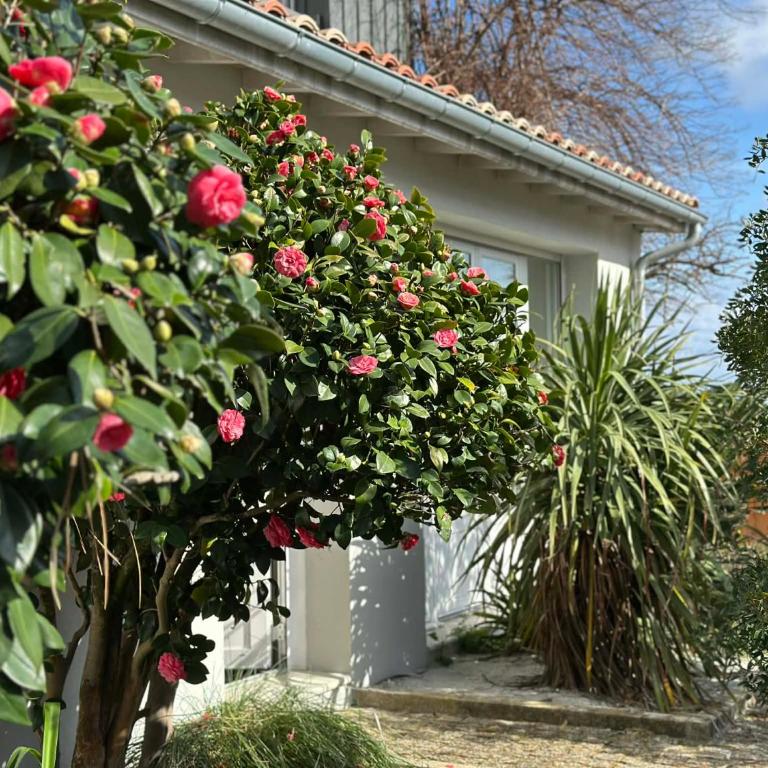Villa Louis - Grand Piquey - Villa - 43