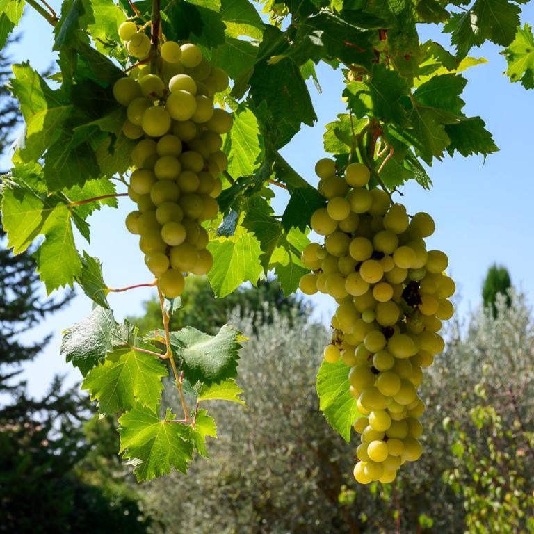 La Tarente - Bedoin - Mont Ventoux - 3 étoiles - Mas provençal - 8 à 10 personnes - Idéal famille ou cyclistes - Maison de Vacances 3 Chambres - 12