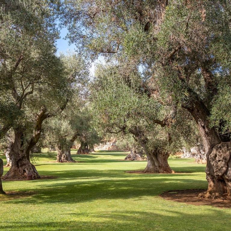 Masseria Buganvillea - Villa con Piscina Privata - 10