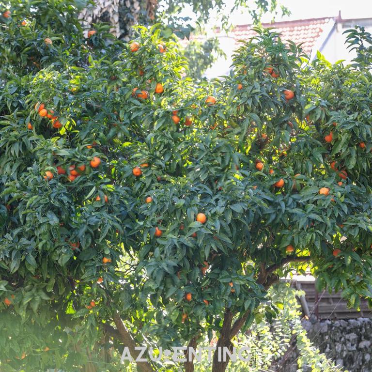 Azurenting - Bastide Alba - Studio - Terrasse - Studio mit Terrasse - 12