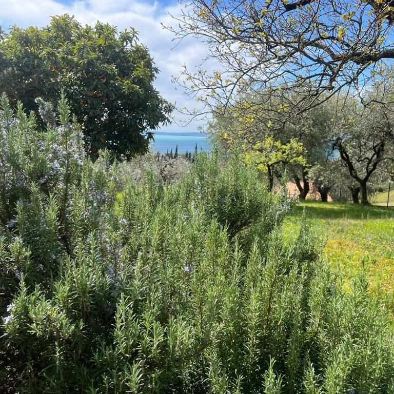 Villa Cà Bottura agli ulivi - Casa con 3 Camere da Letto - 66