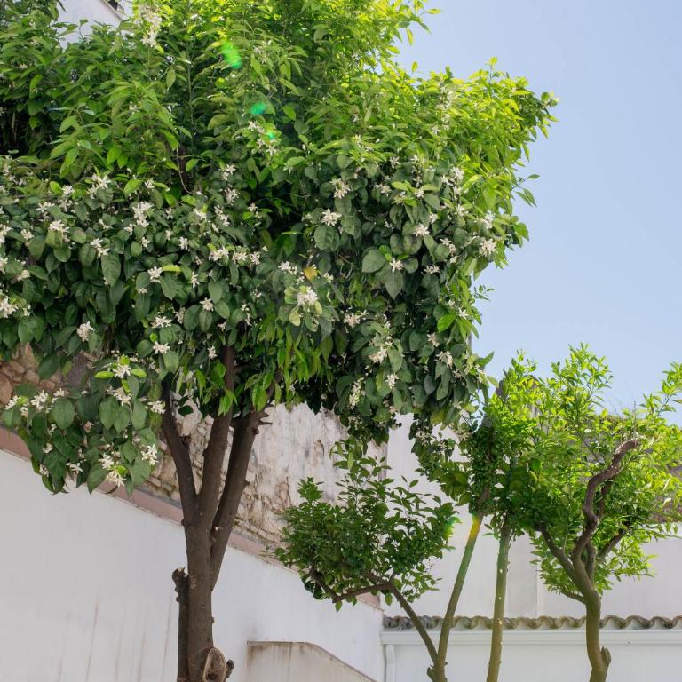 Wehostcostaluz Jerez Centro con terraza privada - Apartamento de 1 dormitorio - 25