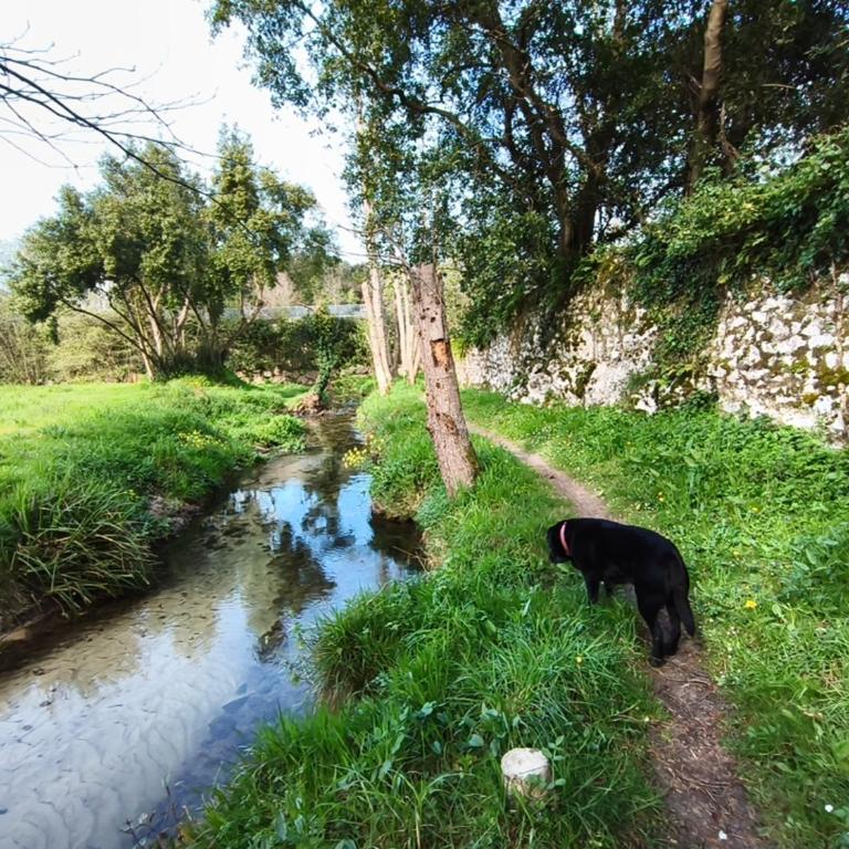 Apartamentos MinusKa con jardin y a tan solo 10 min andando a Llanes - Apartment - Ground Floor - 27