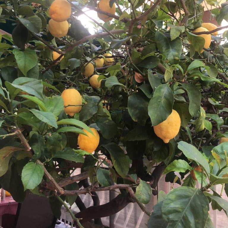 Casa nonna Angela - Appartamento con 3 Camere da Letto - 3