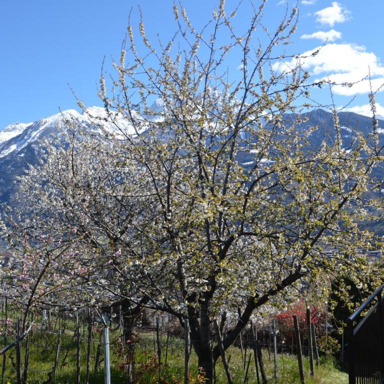 La casa nella vigna - Appartamento con 2 Camere da Letto - 23