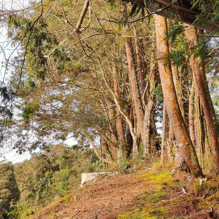 Boutique in the Forest Natural Refuge - Villa de 1 dormitorio - 16