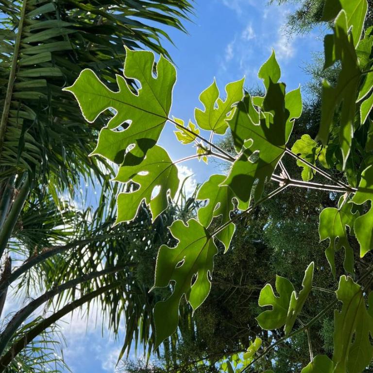 QUINTA BORA BORA Alojamiento Privado - Casa - 18