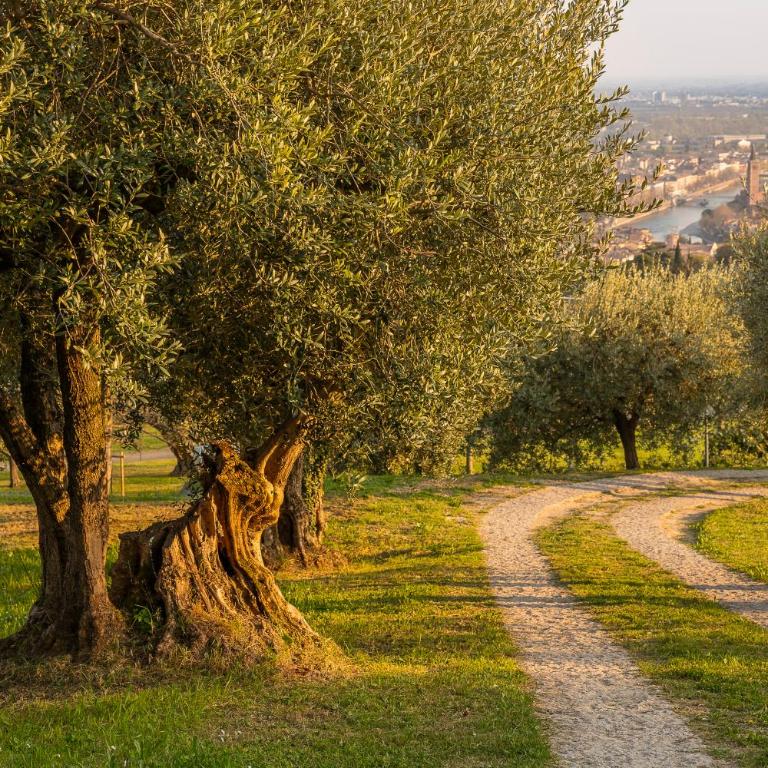 Collina degli Ulivi Verona - Appartamento con 1 Camera da Letto - 23
