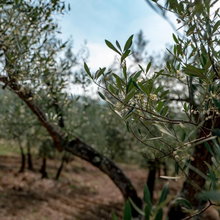 Villa Arianna - Tuscany View - Villa - 71
