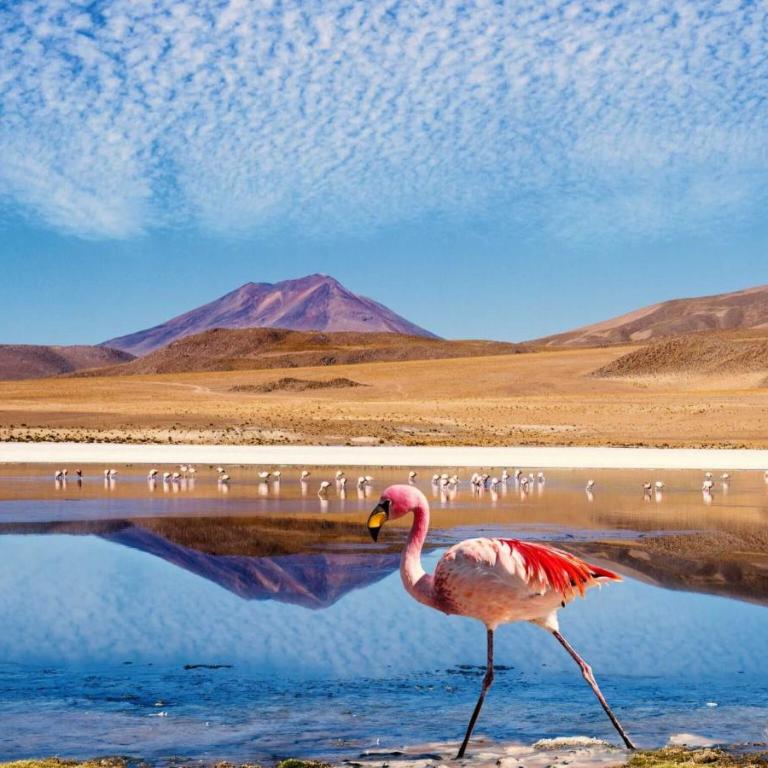 Hostal Terra Sal - Bed, Breakfast, Garage & Salar de Uyuni Tours - Superior Suite - 3