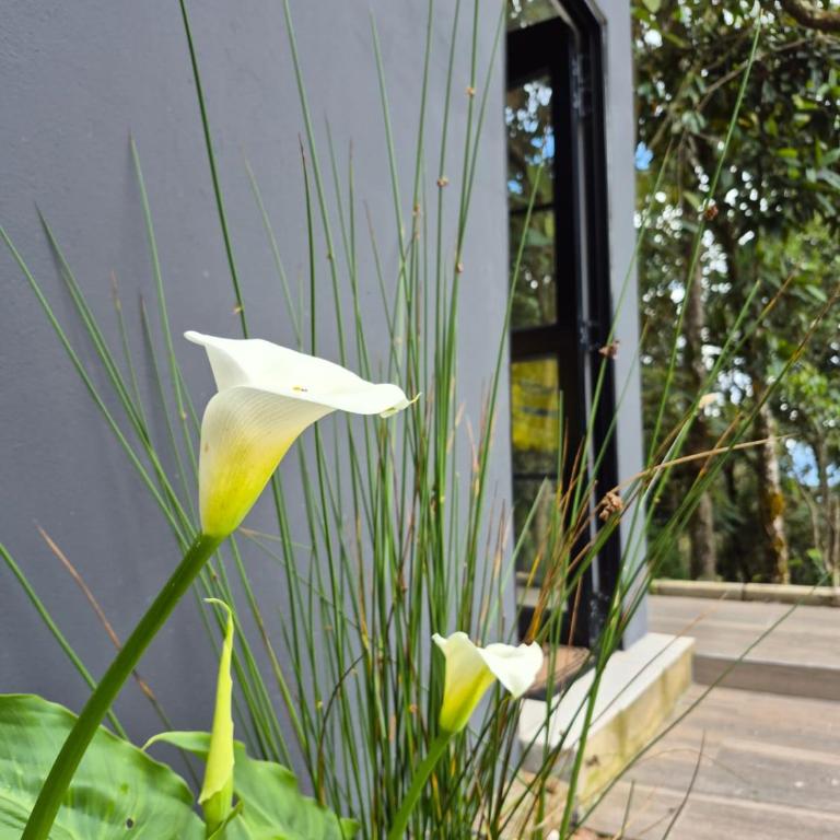 Boutique in the Forest Natural Refuge - Villa de 1 dormitorio - 20