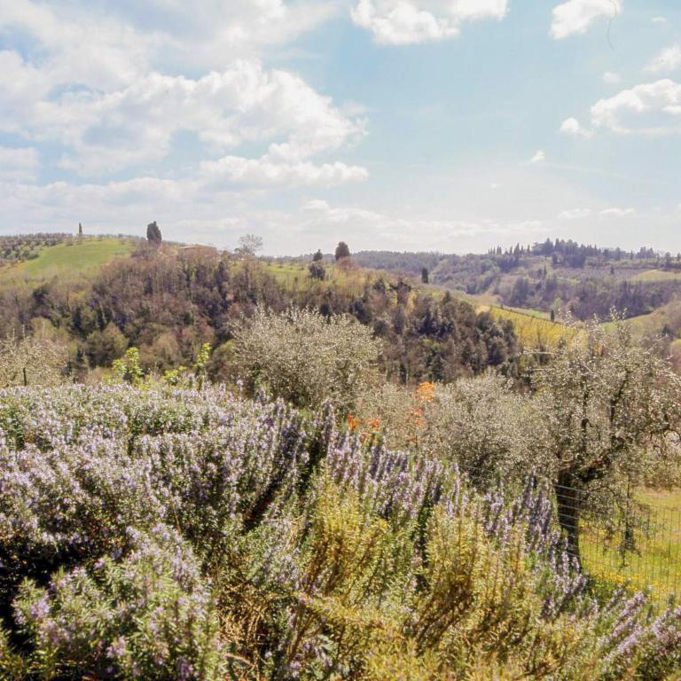 Podere Oliveta - Appartamento 2 - 3